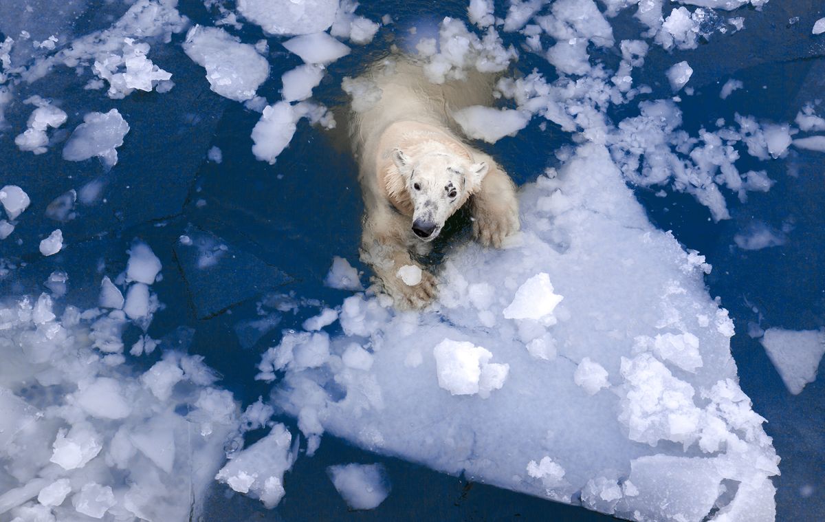 Polar bear on iceberg