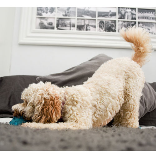 room with white window and white dog and grey cushions