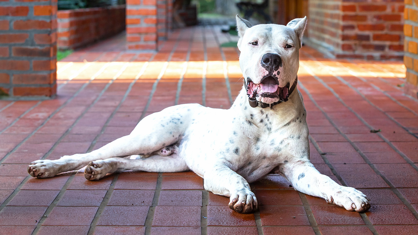 Dogo Argentino laying on a porch