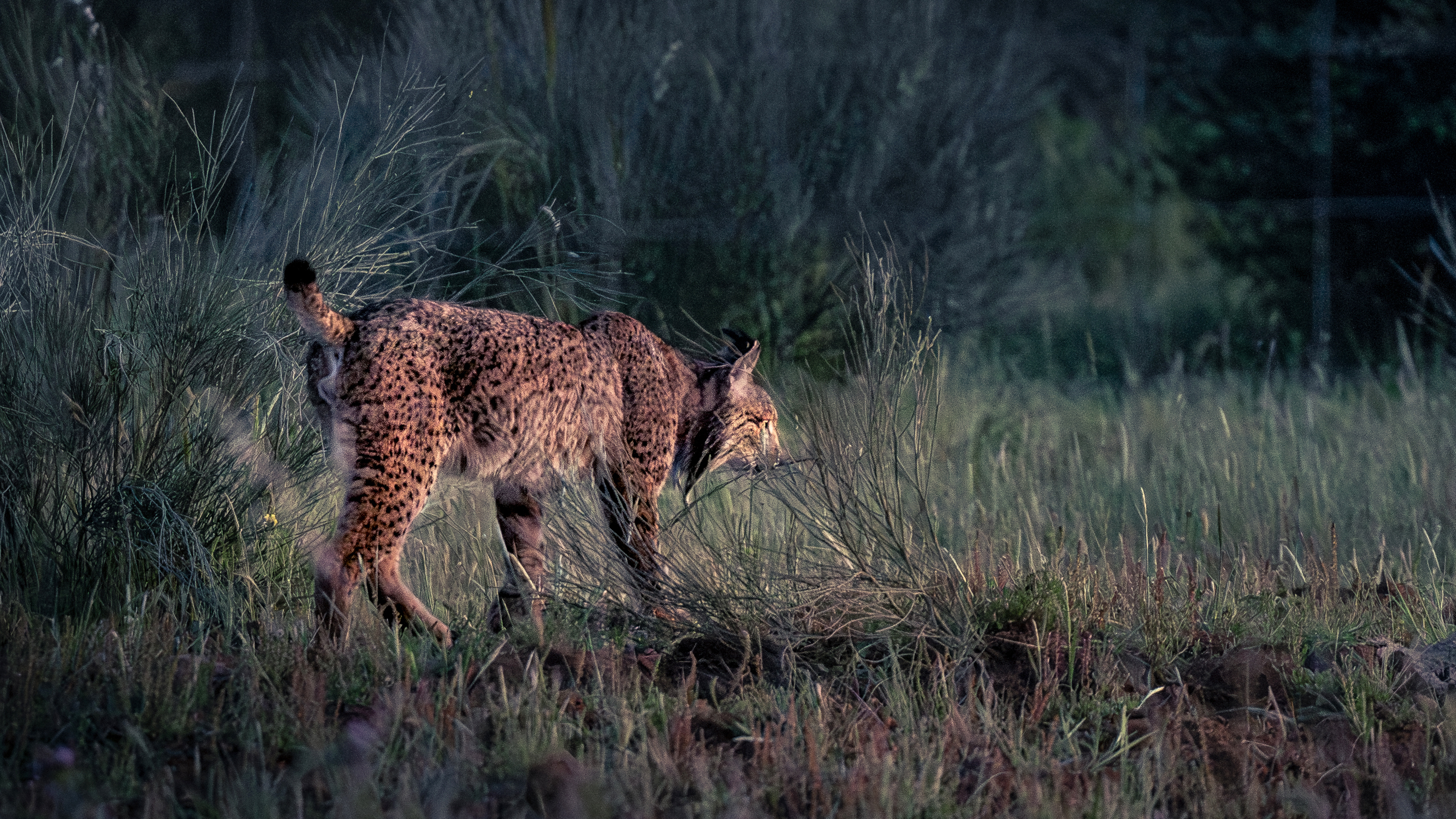A lynx walking through the undergrowth in Extremadura, Spain