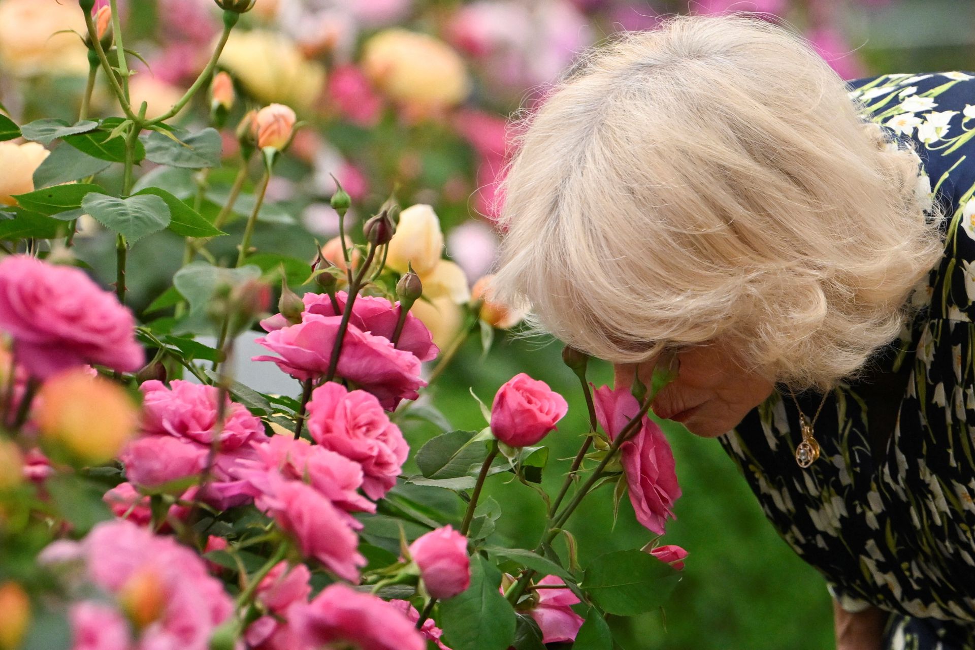 Queen Camilla at the Chelsea Flower Show