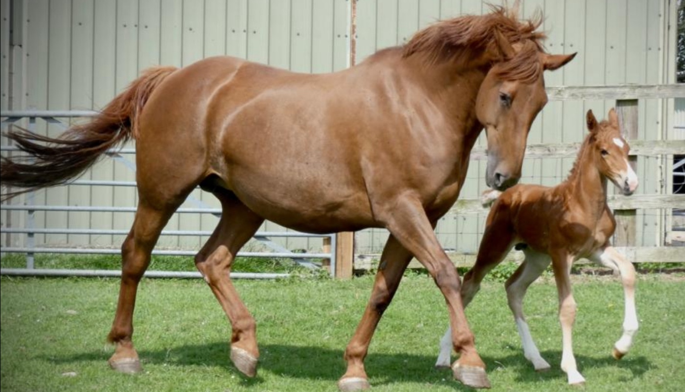 A chestnut mare and foal trotting around a paddock at Lisa Lane&rsquo;s Irish Draught mare Hazel pictured with her first foal at Hill View Stud.