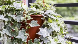 English Ivy in a pot