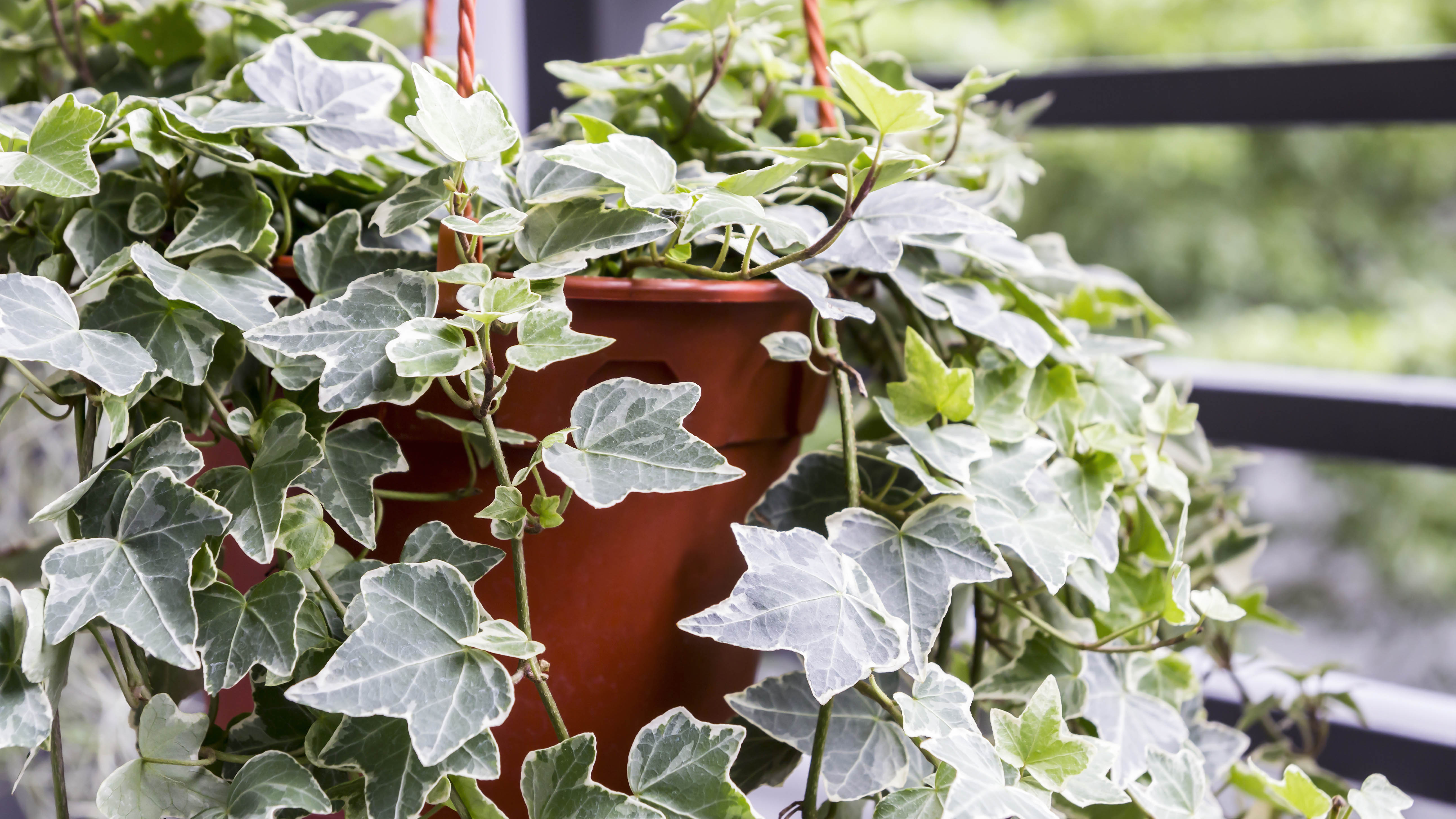 English Ivy in a pot