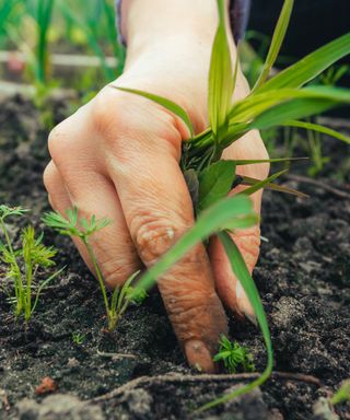 Close up of hand pulling weed grass from the soil