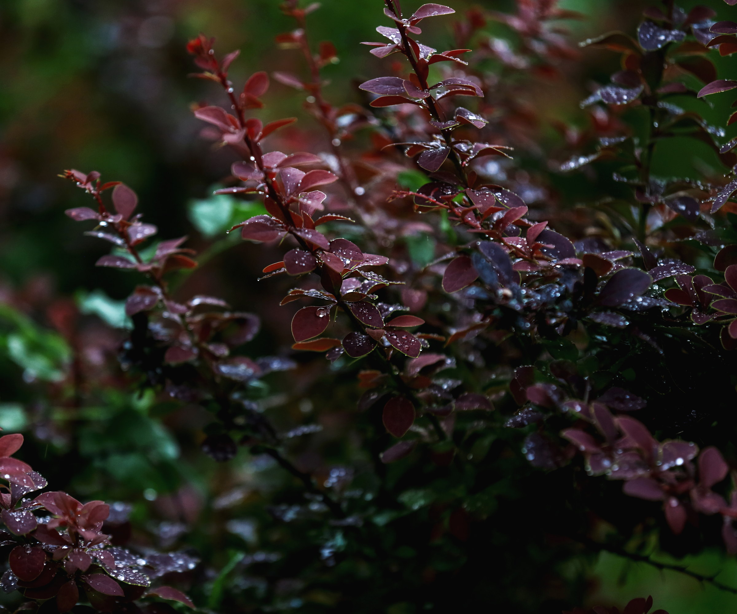 The foliage of a dark purple barberry shrub