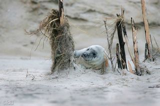 A young grey seal