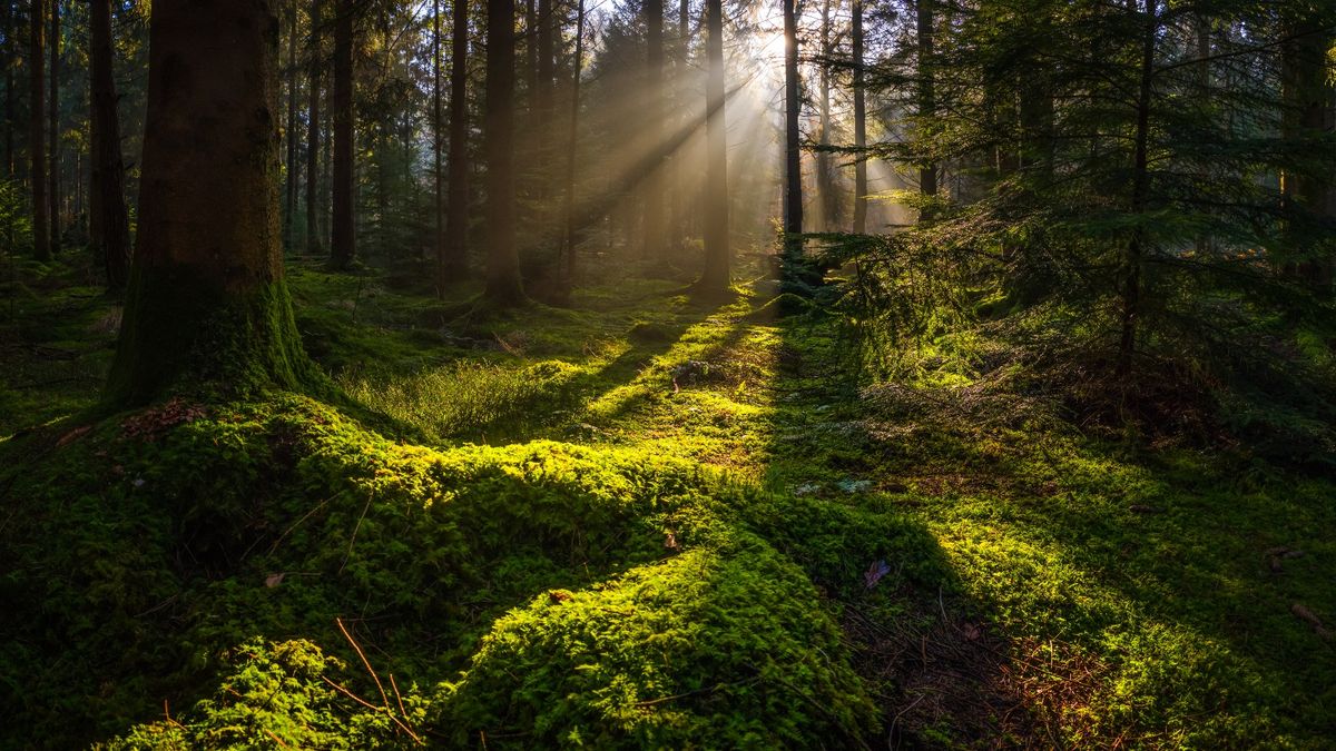 When did Earth&#039s first forests arise?