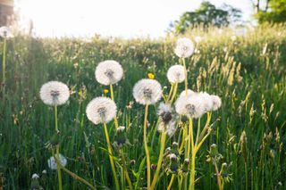 dandelion seed heads in lawn