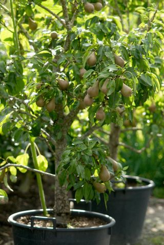 Pear tree in a pot
