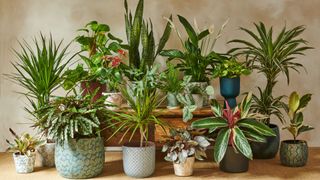 various houseplants