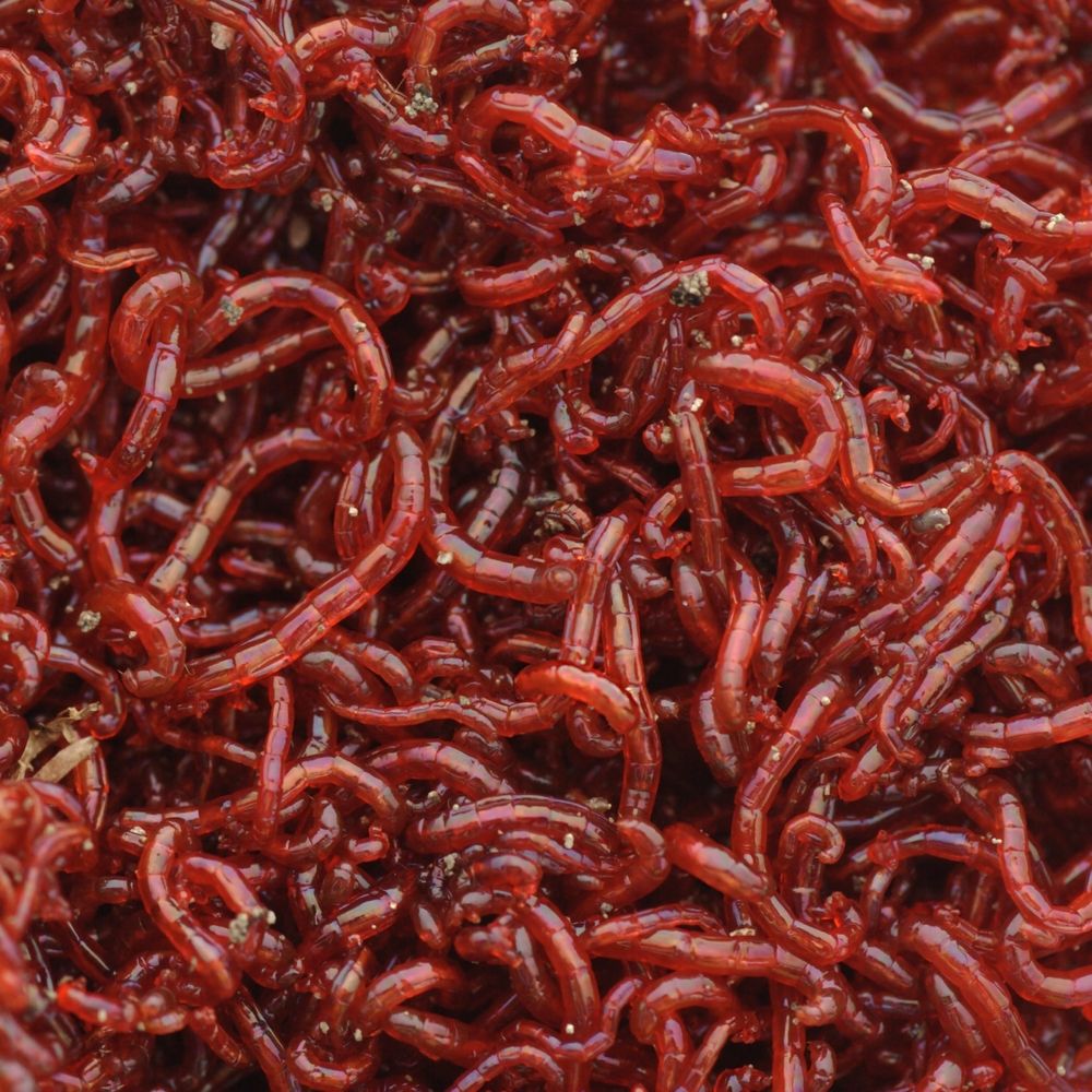 Bloodworms in a Water Supply - Are They Safe?, Blood Worms