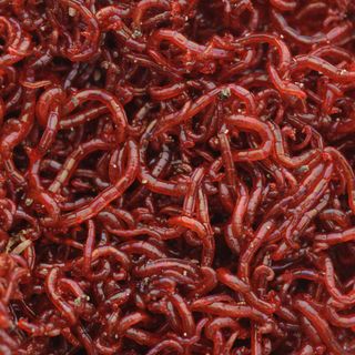 surf fishing bloodworms