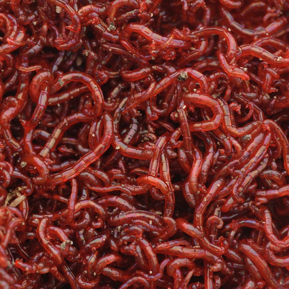 Bloodworms in a Water Supply - Are They Safe? | Blood Worms | Live Science