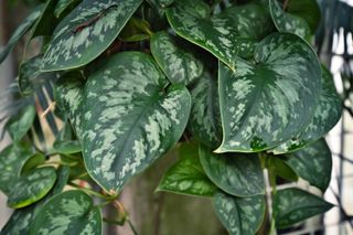 Tropical 'Scindapsus Pictus Argyraeus', also called 'Satin Pothos'