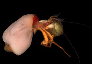 hermit crab anemone, hydrothermal vent news, deep sea news, deep sea discoveries, animal news, deep sea animals, hybrid animals