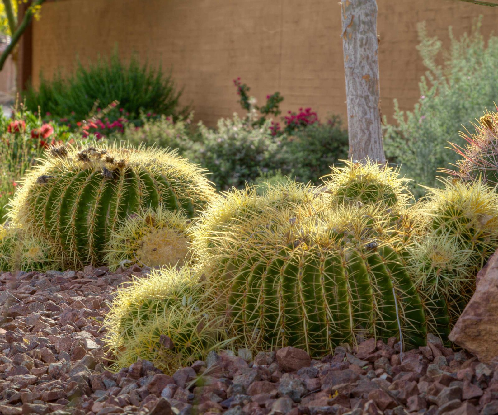 Desert landscaping ideas: 12 design and plant tips to try | Homes & Gardens