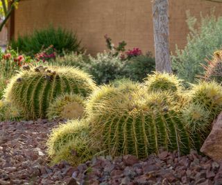 gravel mulch around cacti