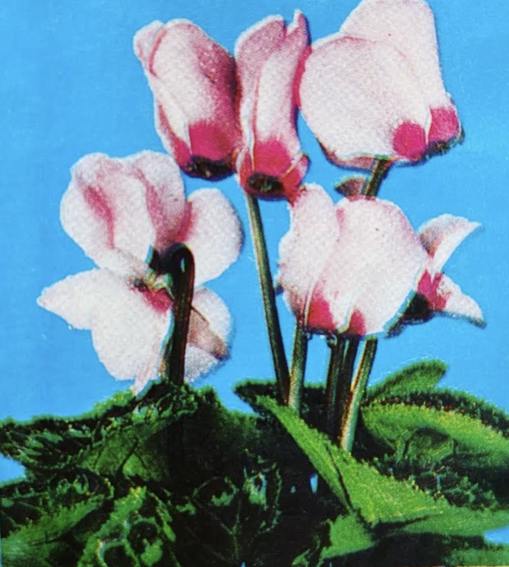 wallpaper editors picks of the week