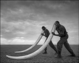 Rangers With Tusks of Elephant Killed at the Hands of Man, Amboseli, 2011