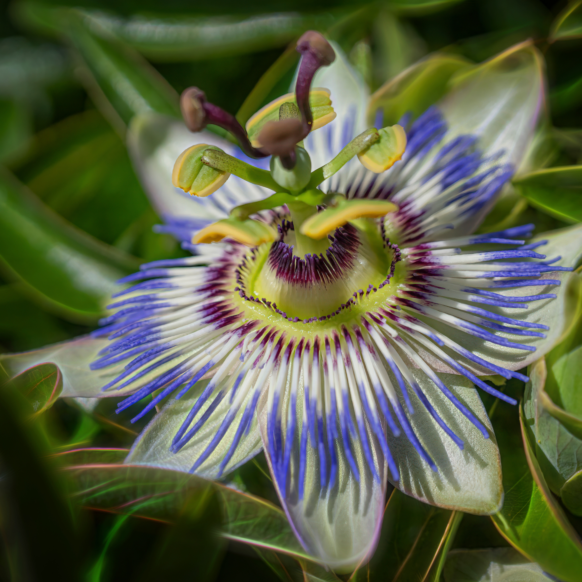Close-up of blooming passion flower