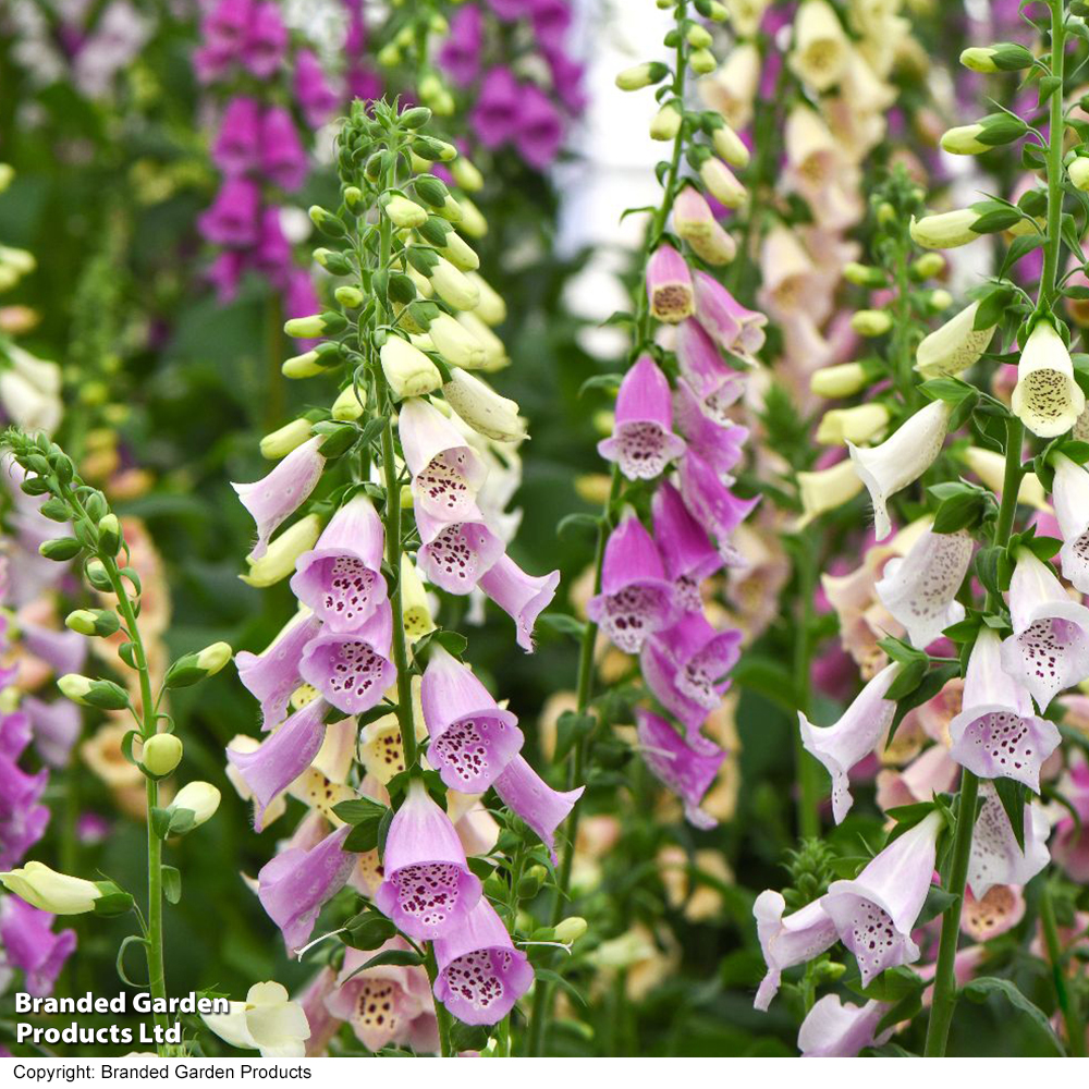 Foxglove 'foxy' - Seeds