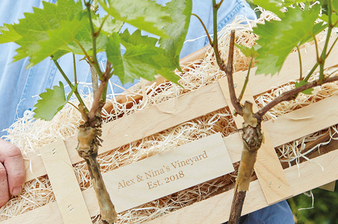 grape vine gift