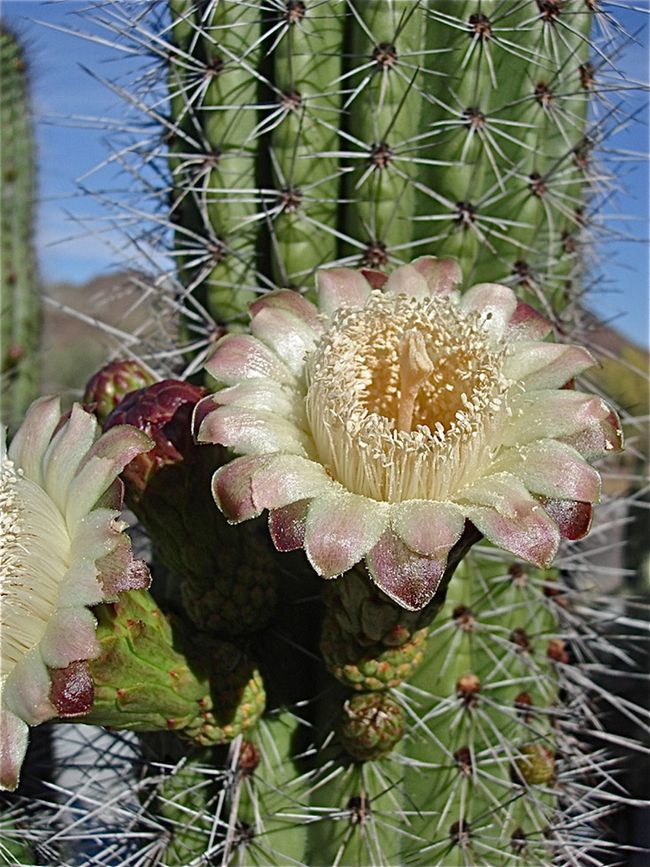 Desert Blooms Spectacular Photos of Organ Pipe Cactuses Live Science