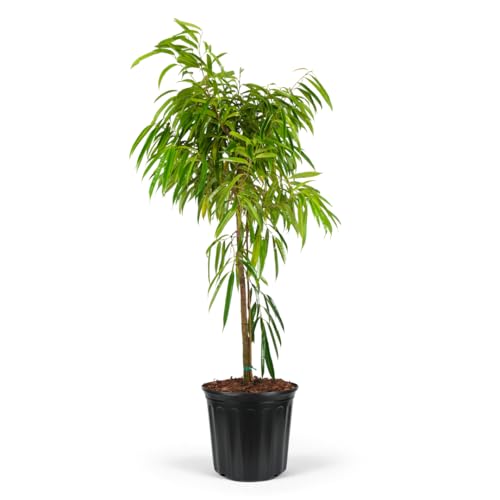 Ficus Alii Tree Form, Ficus Maclellandii &ndash; Tropical Indoor Plant, Live Houseplant With Glossy Green Leaves, Air Purifying, Low Maintenance Garden Decor