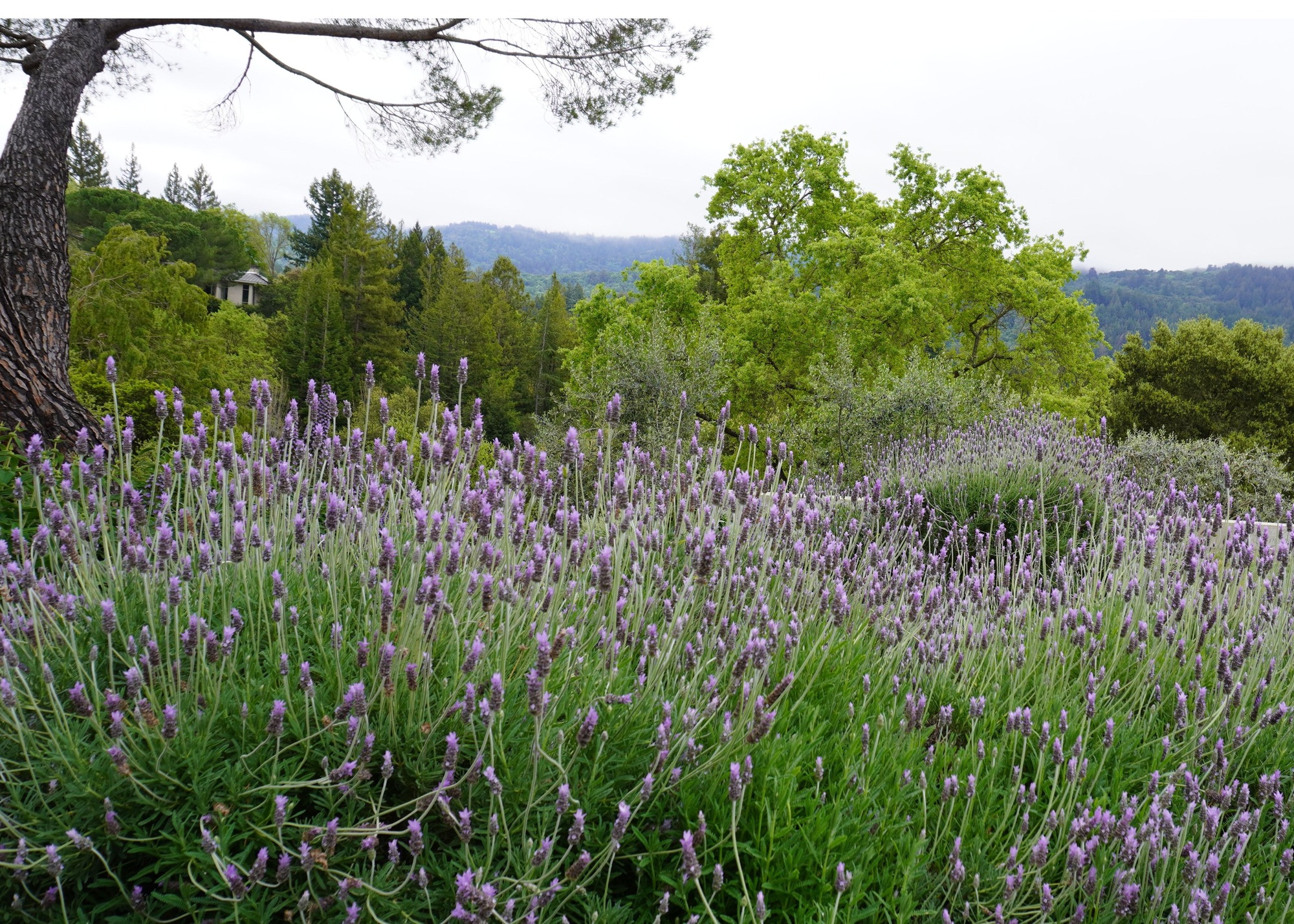 lavender in a garden landscape in California