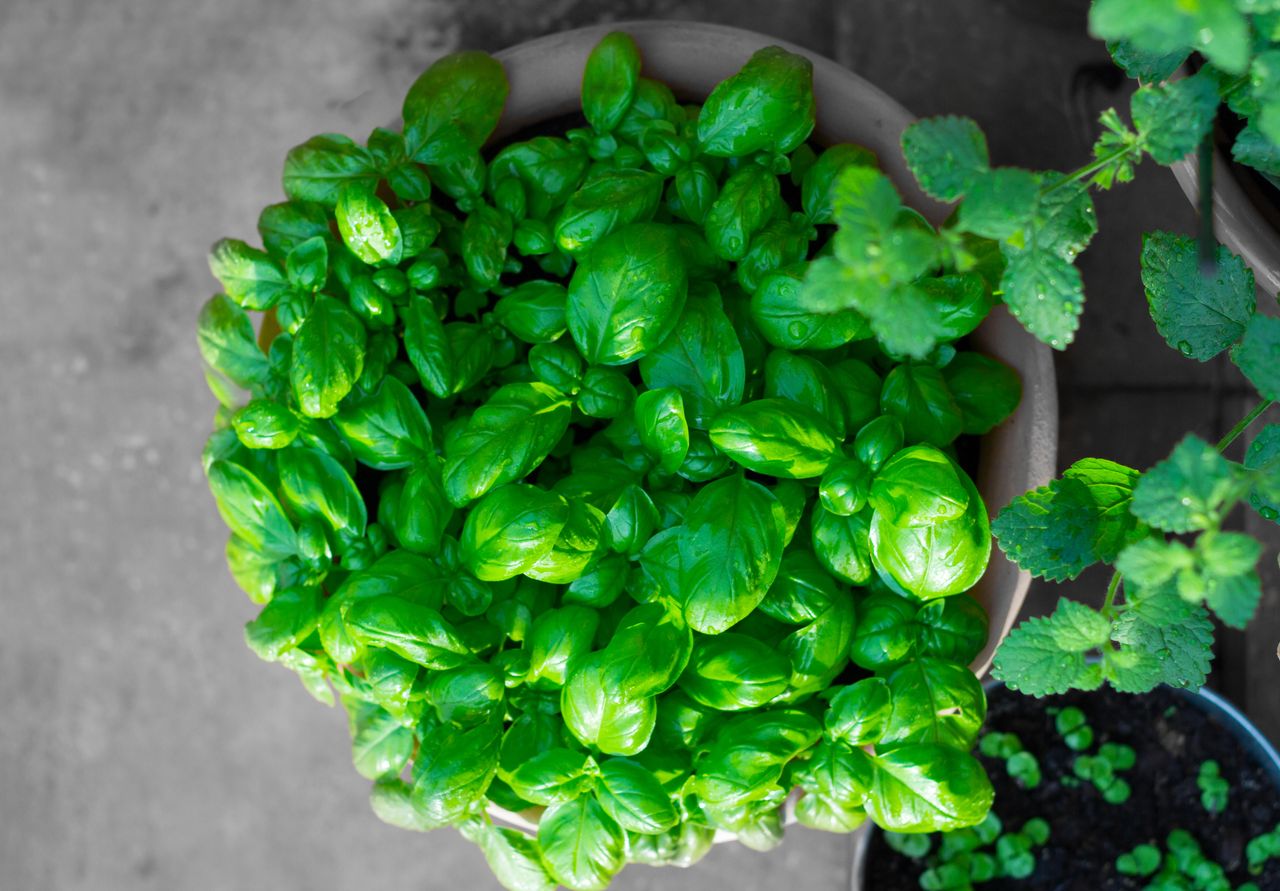 Basil growing in a pot