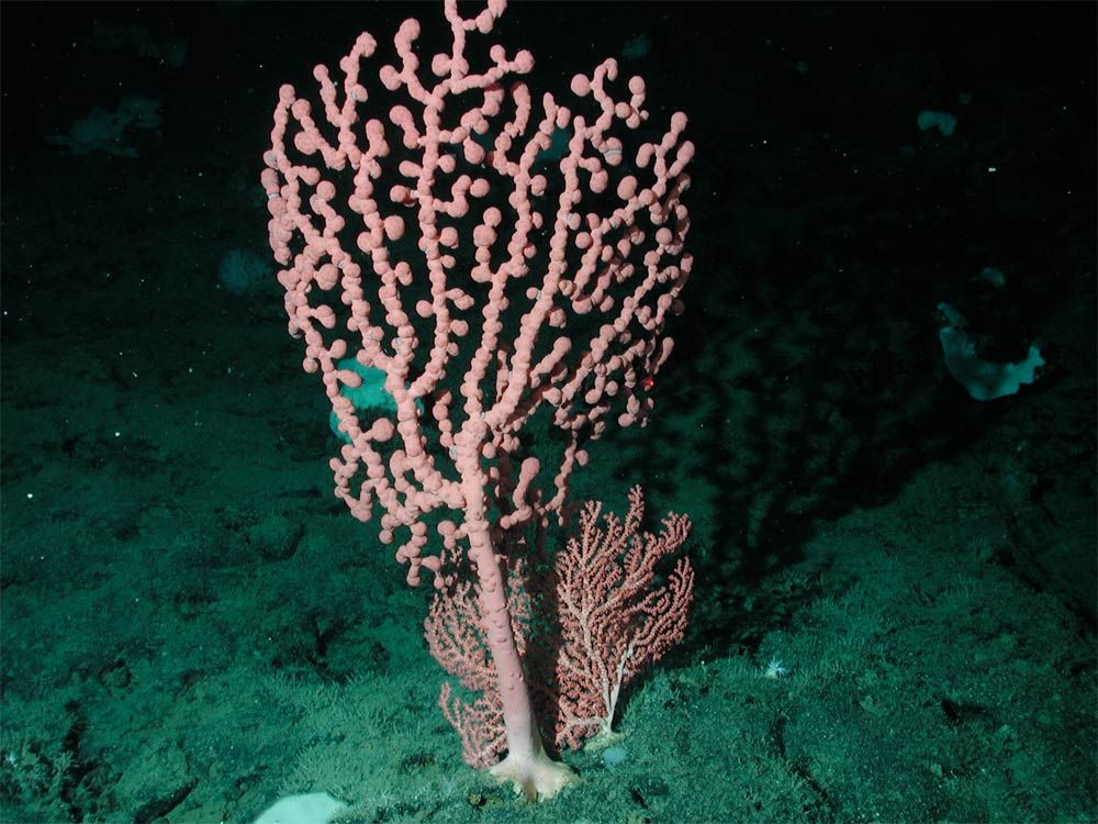 bubblegum coral