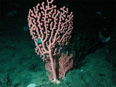 bubblegum coral