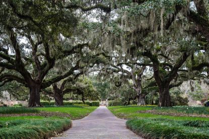 Gothic Style Garden With Large Trees