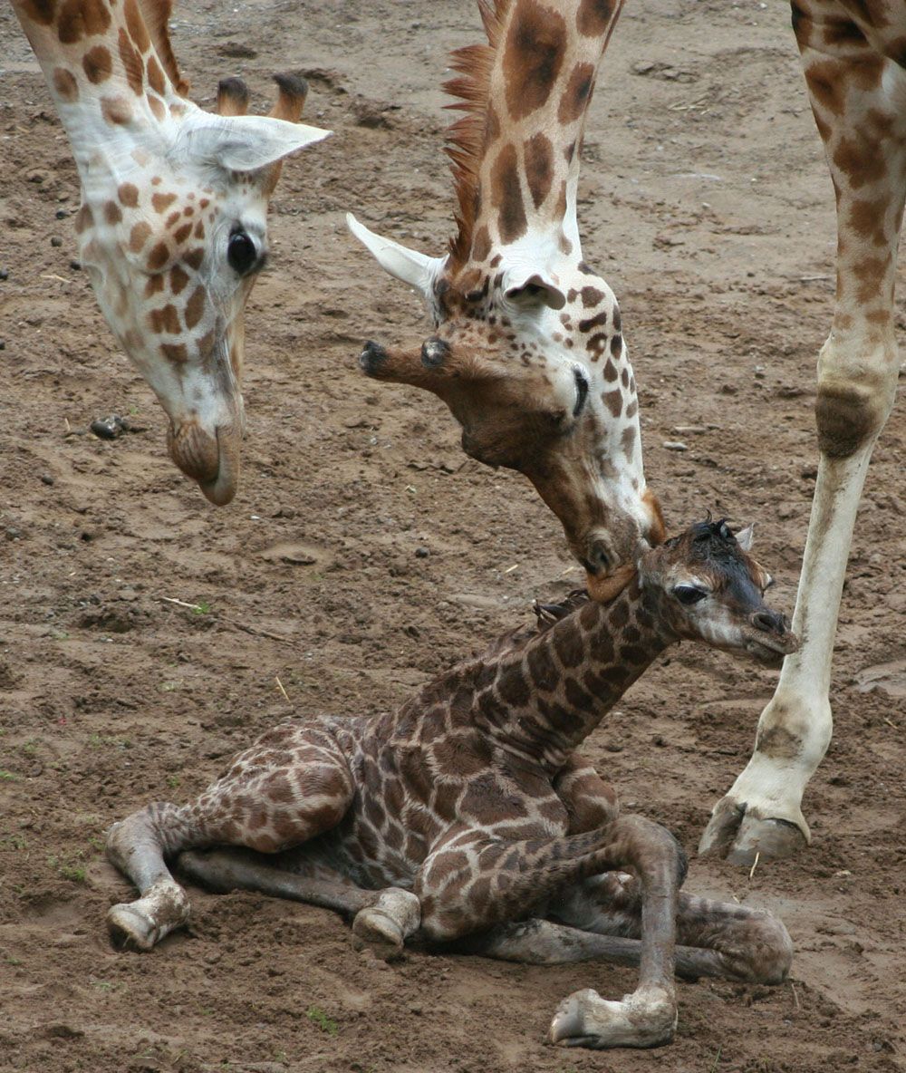 Baby Giraffe Photos Belfast Zoo Giraffe Calf Live Science
