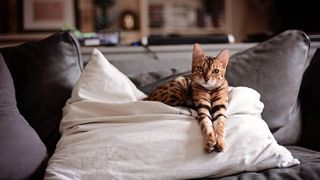 hypoallergenic cat breeds: bengal cat