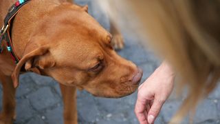 Dog sniffing woman’s hand