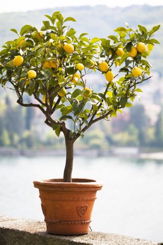 A green and yellow lemon tree with lots of fruits