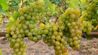 Sauvignon Blanc wine grapes