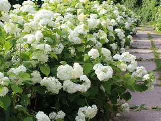 white hydrangeas bordering garden path