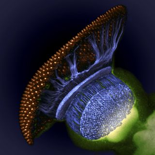 This space-y photo of a fruit fly (Drosophila melanogaster) visual system halfway through pupal development took home fourth prize. Image shows the fruit fly's retina (gold), photoreceptor axons (blue) and brain (green).