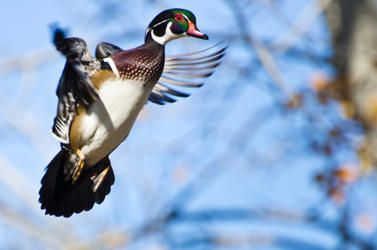 Burglar &amp;#039;turns out to be a duck&amp;#039;