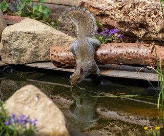 squirrel drinking from a wildlife pond