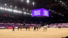 HOYS19_RIDING_HORSE_OF_THE_YEAR_CHAMPION_355112202_403888981.jpg