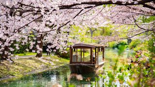 river with blossom in Kyoto