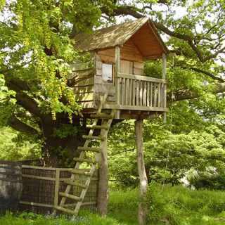 tree with treehouse and ladder