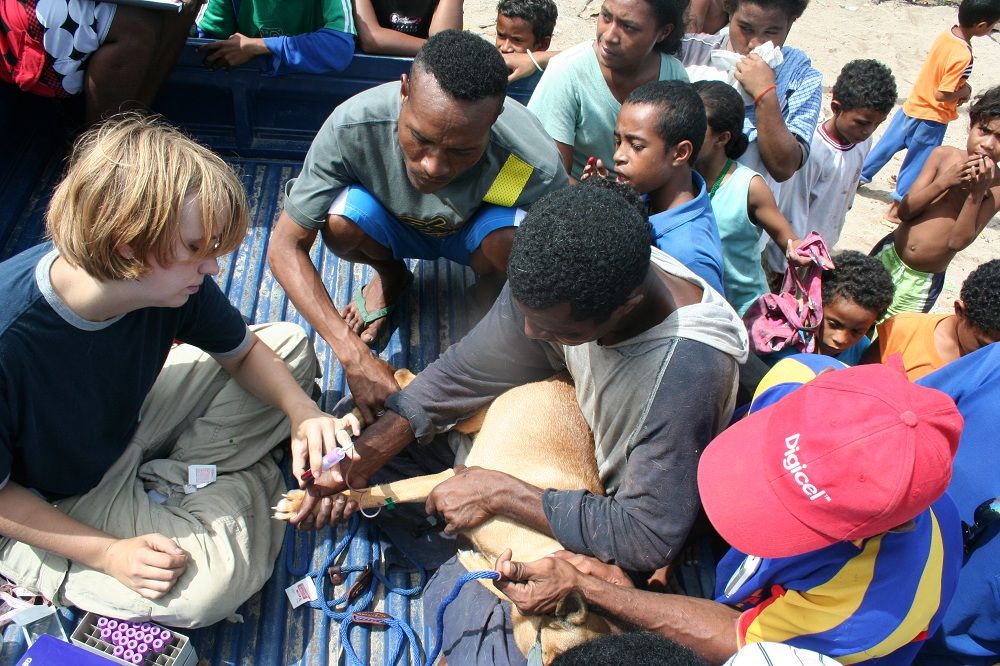 Taking a dog&#039;s blood in the back of a pick-up truck mobbed by interested Papuans. This type of scene was repeated across the world whenever we sampled in villages.