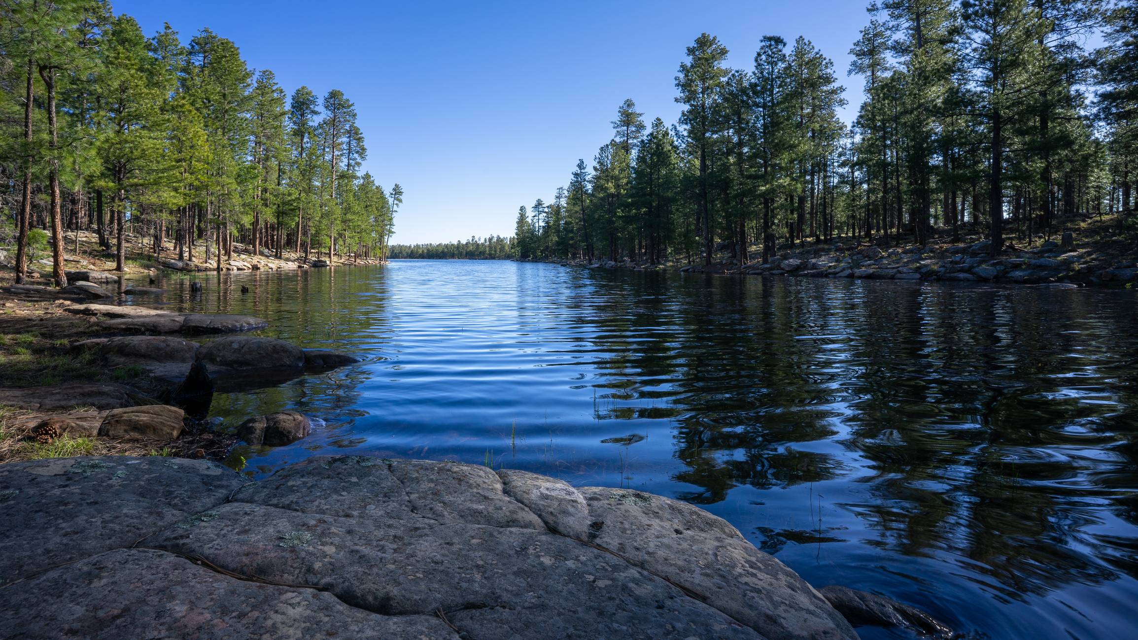 Ponderosa pine trees thrive on the scenic shores of Willow Springs Lake on the Mogollon Rim in Arizona