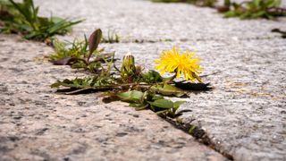 A dandelion growing in the cracks of a patio