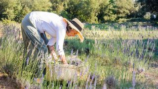 A lady harvests lavender from her garden